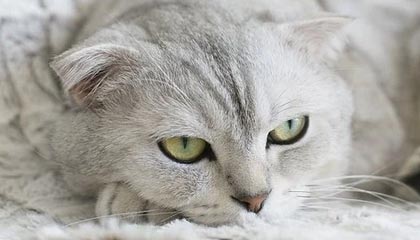 开云体育入口-英雄联盟 冬季赛激战正酣，lol冬季赛2020什么时候开始