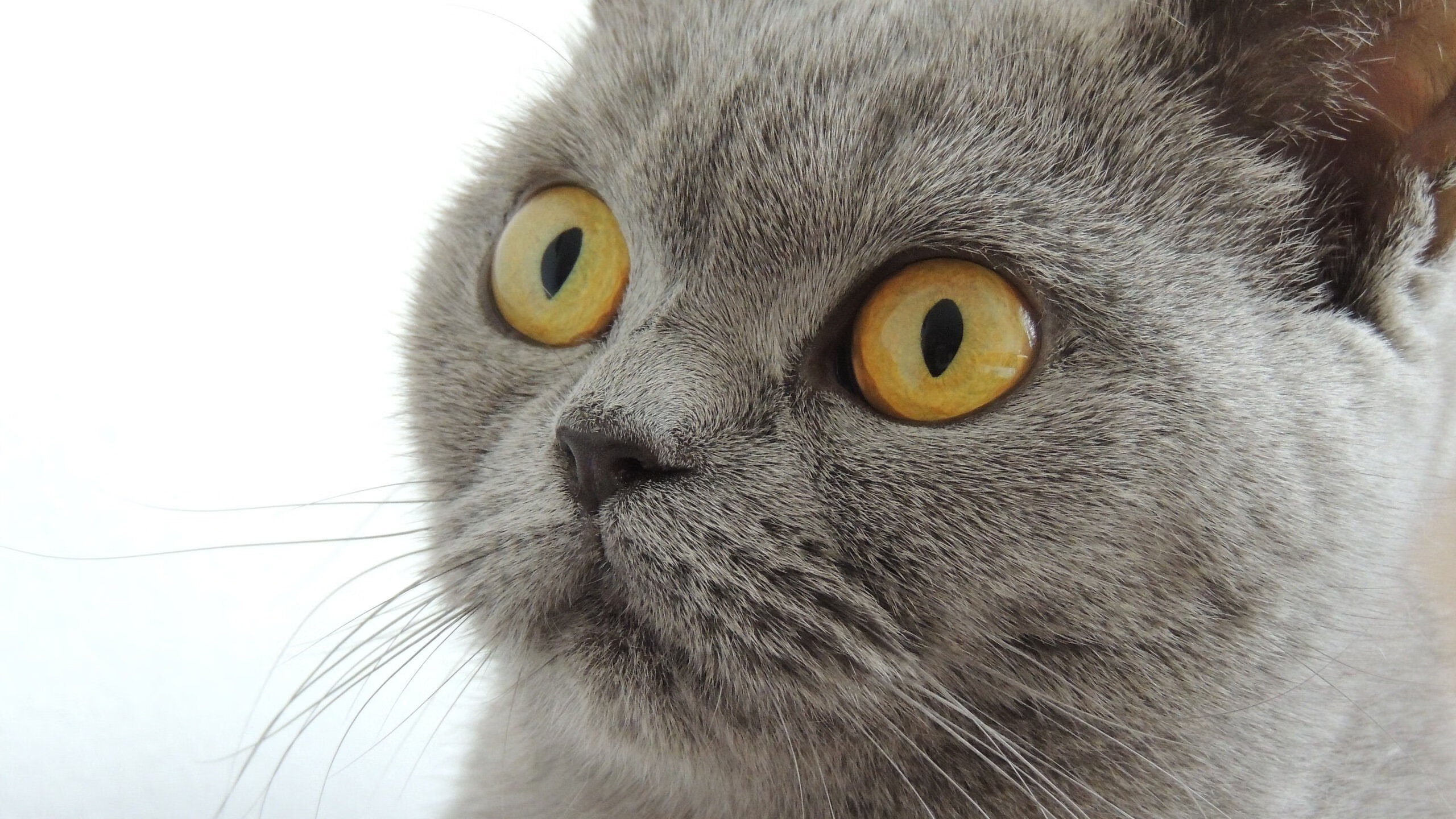 kaiyun体育app-高尔在场上的灵活性与突破能力，成袋鼠队新进攻法宝